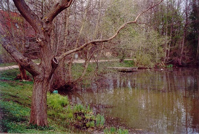 Foto von einem kleinen Wasserlauf, an dem Bäume stehen.
