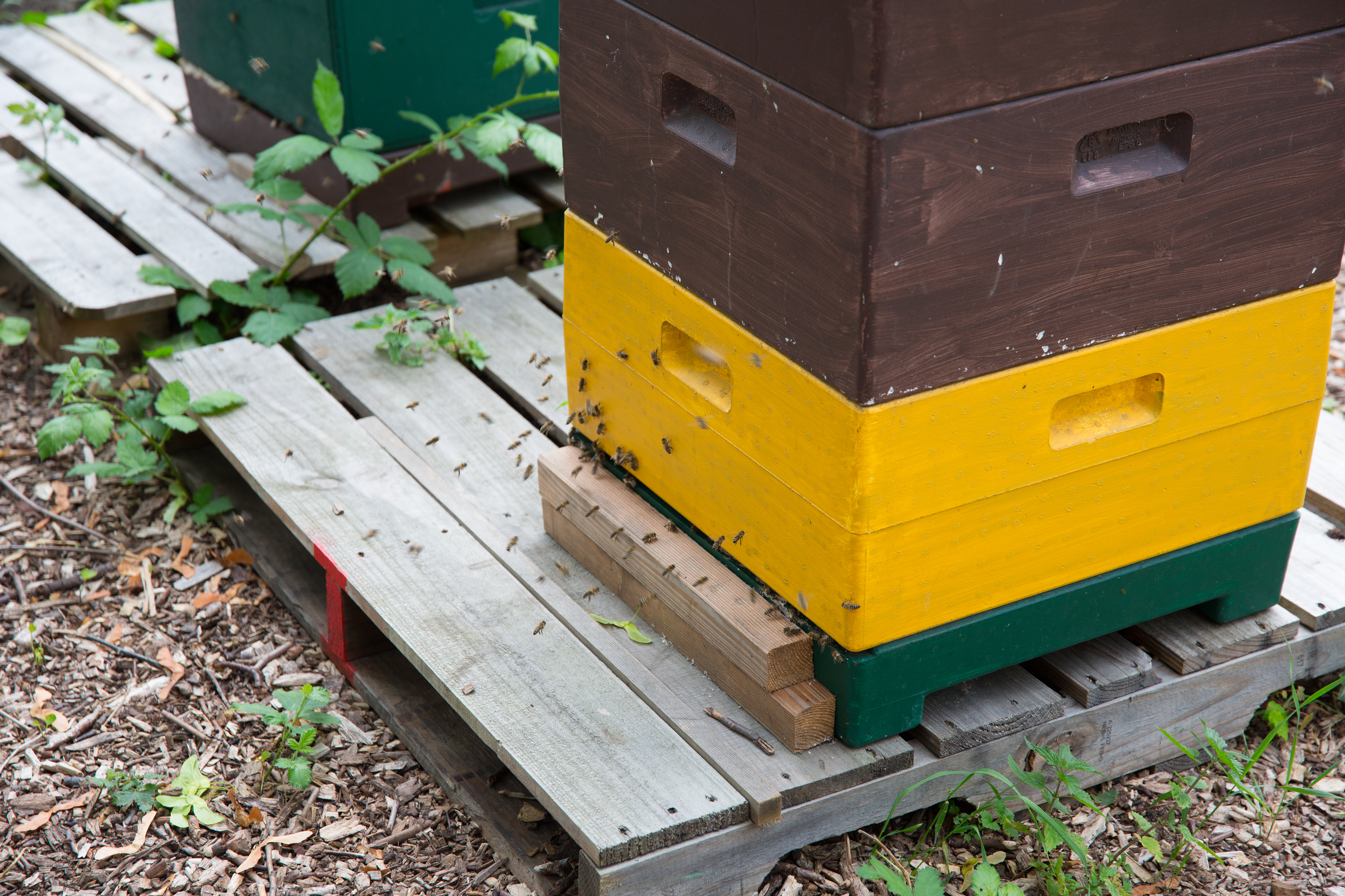Foto von einem bunten Bienenstock, der in den Farben braun, gelb und grün gehalten ist.