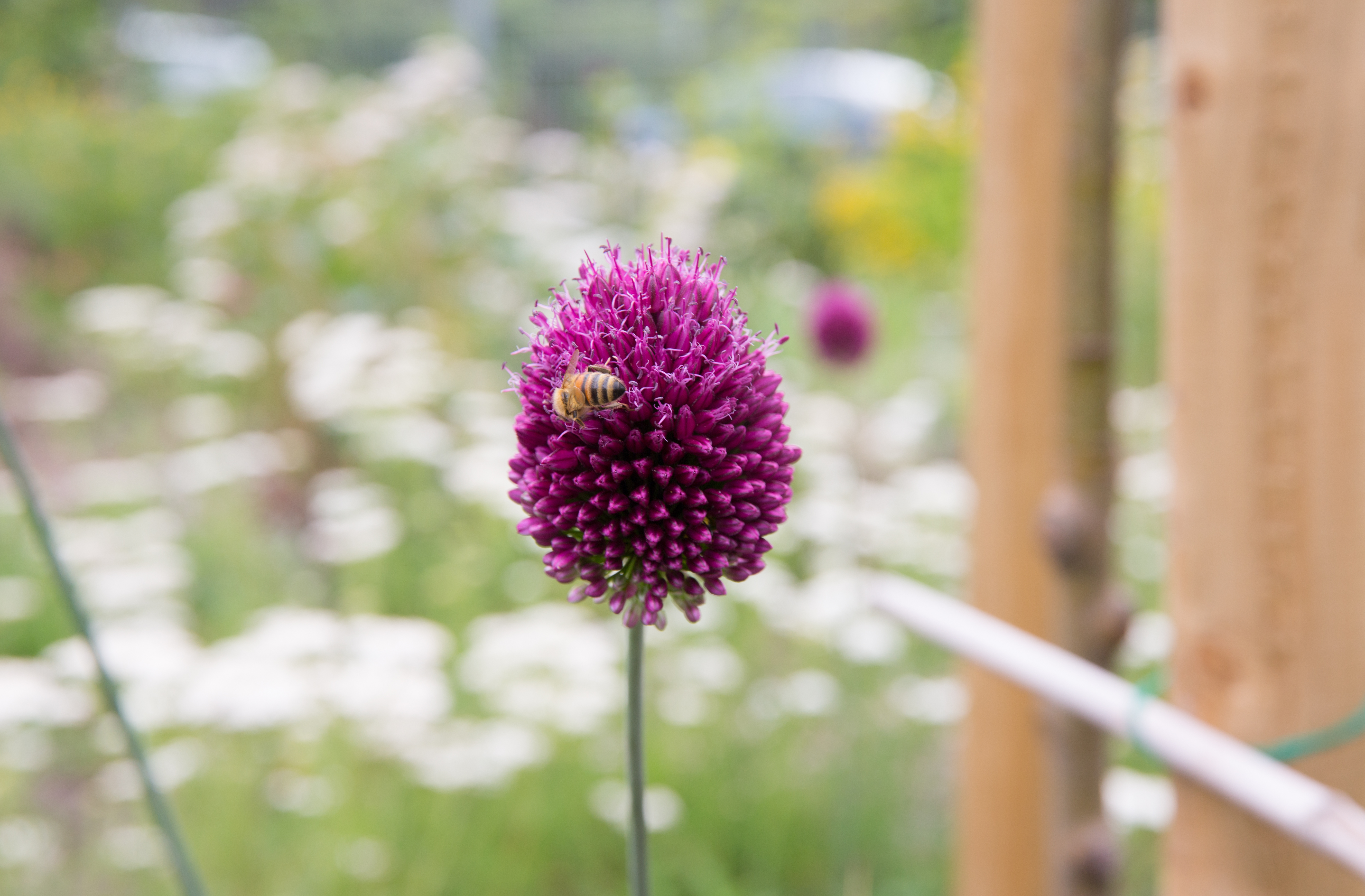Nahaufnahme einer lila Schnittlauch-Blüte. Auf dieser ist eine Biene zu sehen.